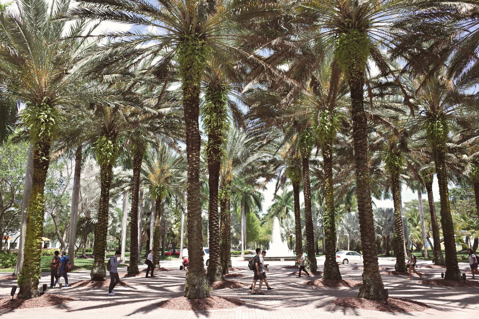 A palm-lined pedestrian walkway in Miami with a fountain