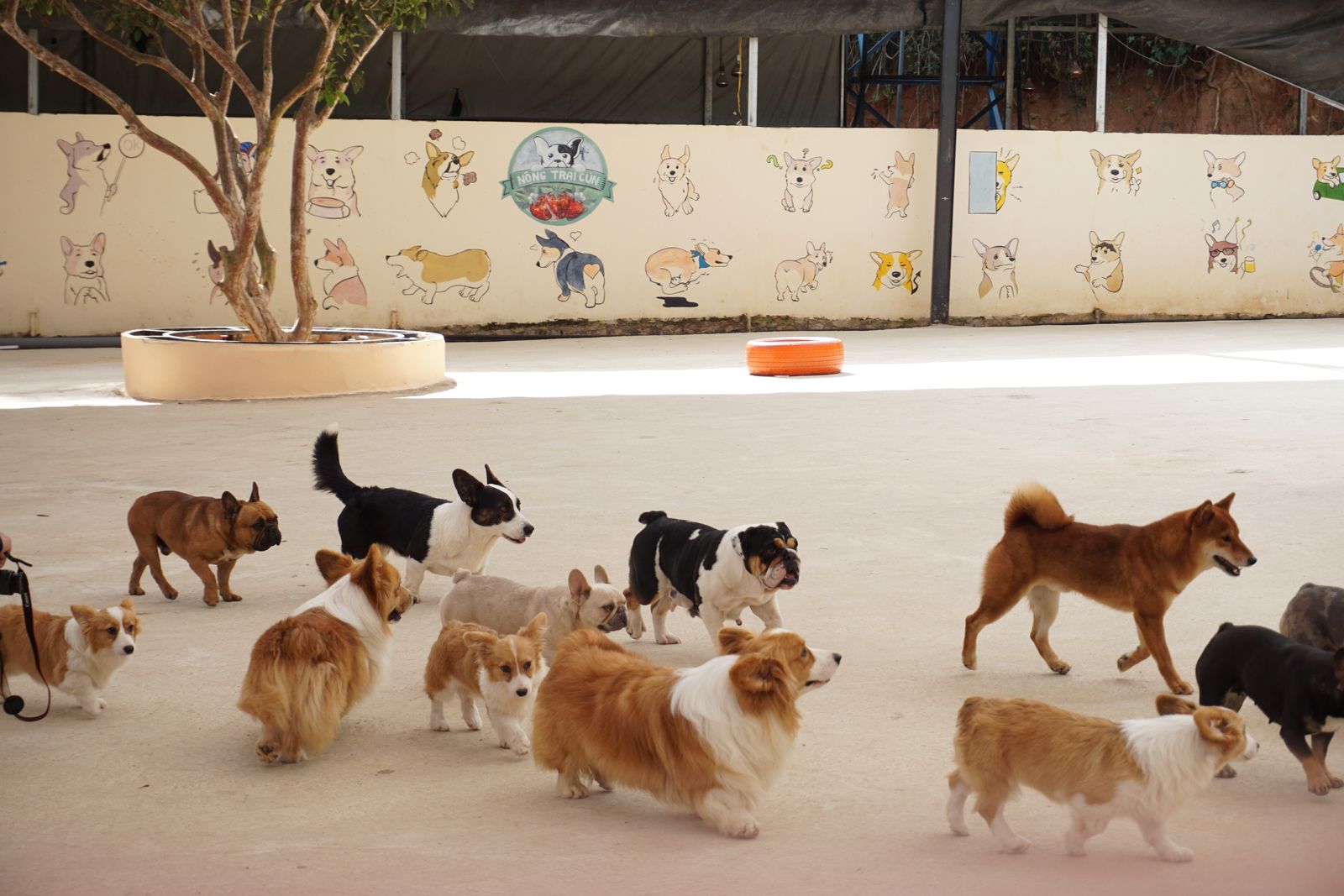 Corgis and bulldogs walking together on grass in an outdoor dog park
