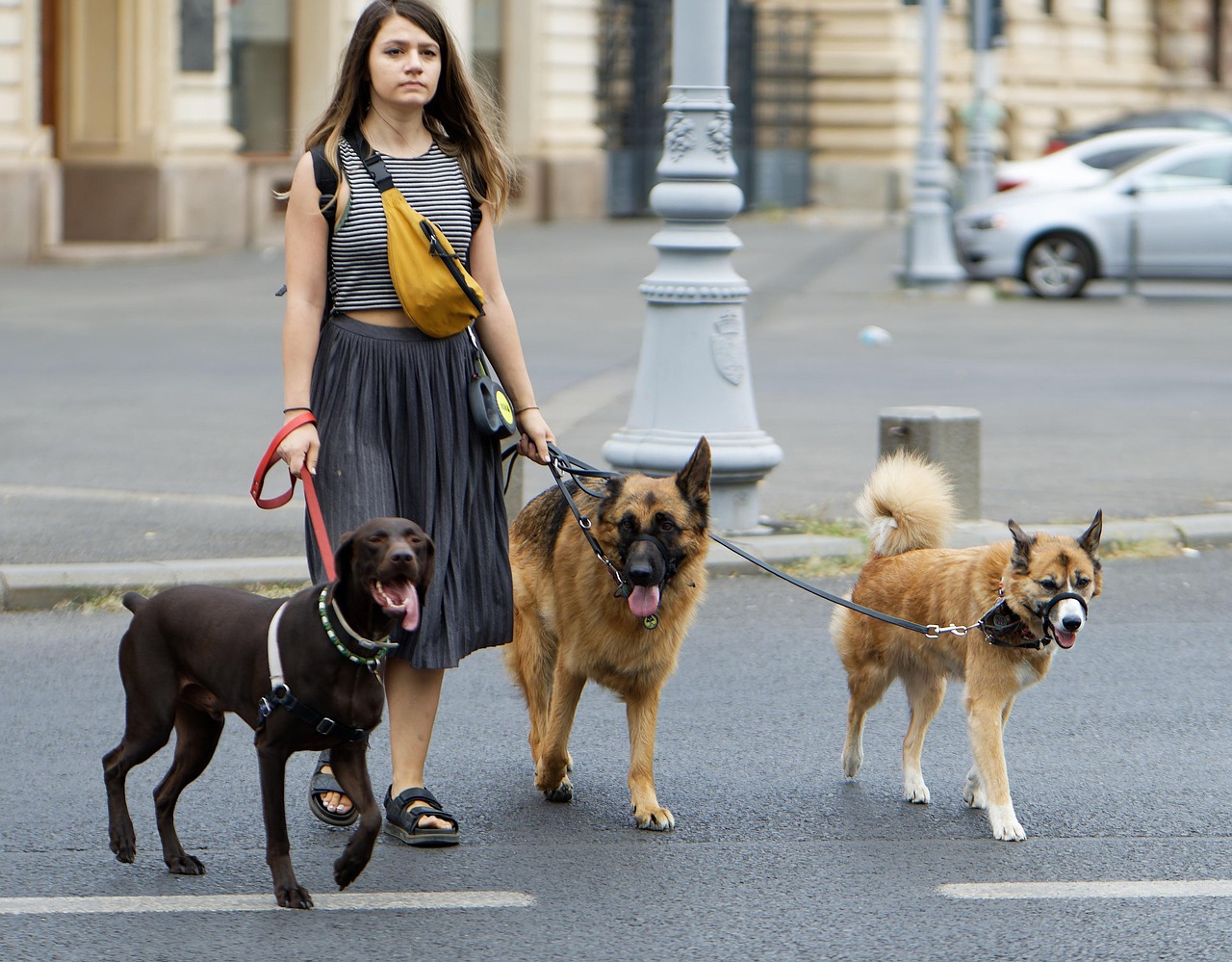 A woman walking three dogs on leashes along a city street