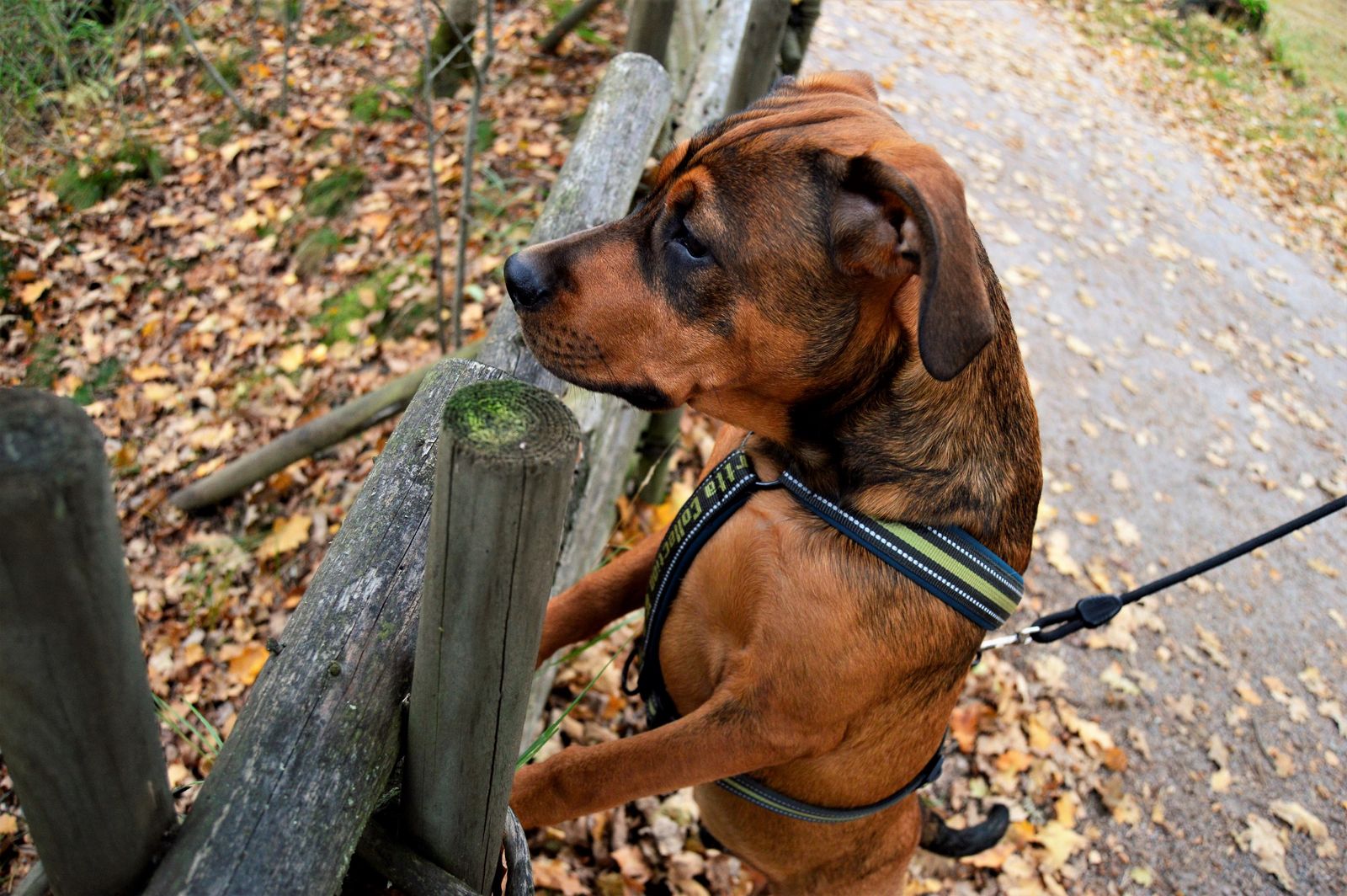 A leash and harness hanging by a front door on a pet supply shelf