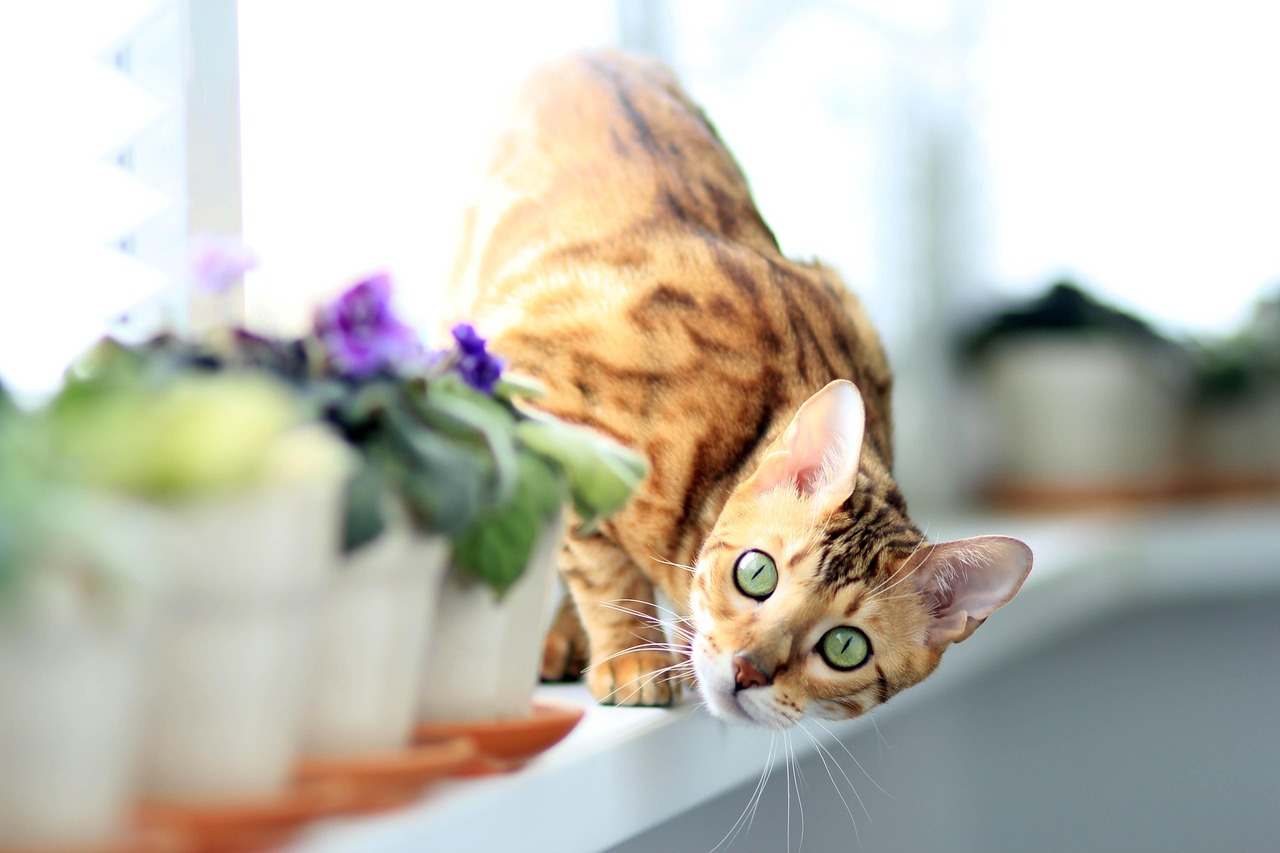 A Bengal cat crouched on a sunny windowsill beside violets