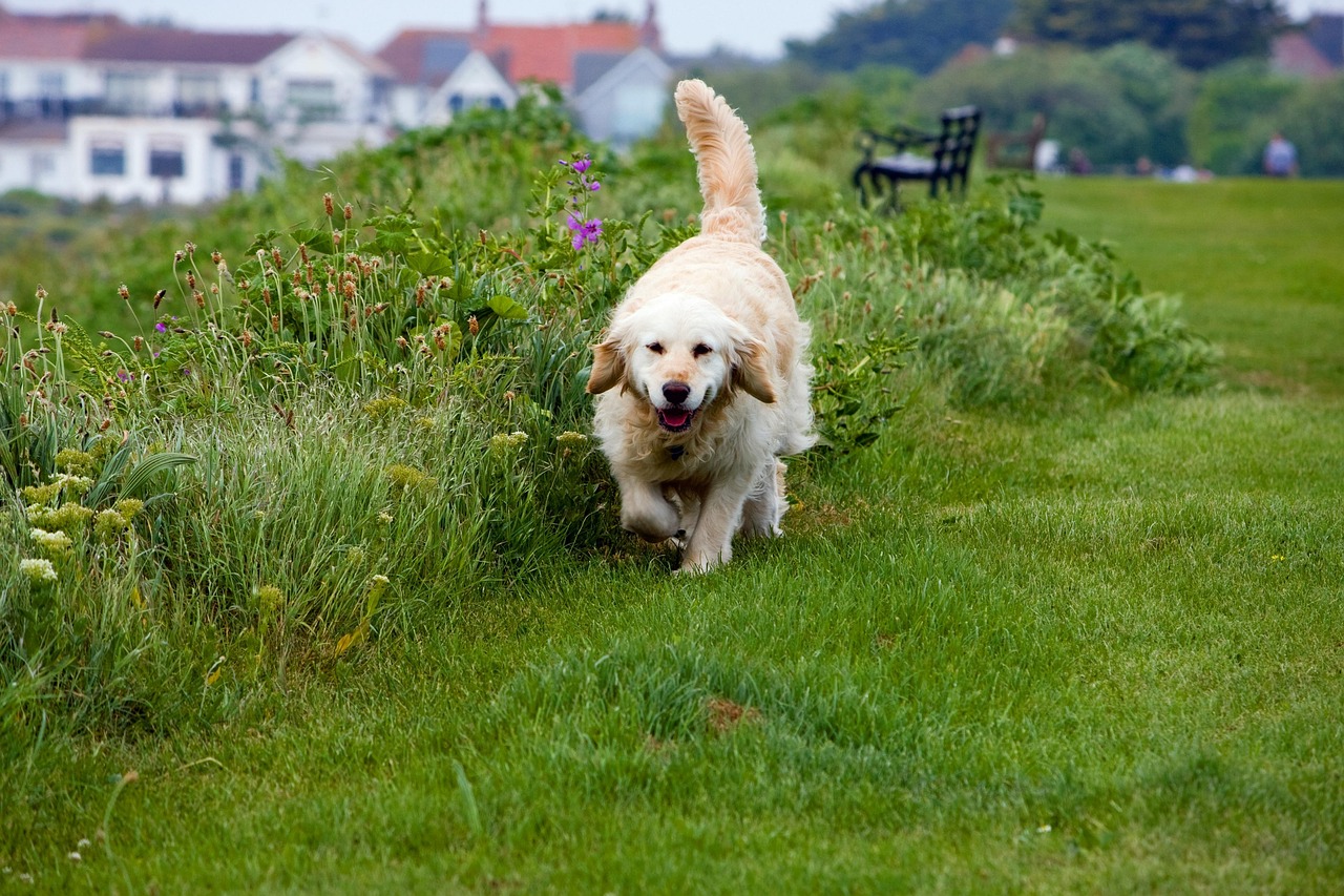 A golden retriever running across a green park lawn