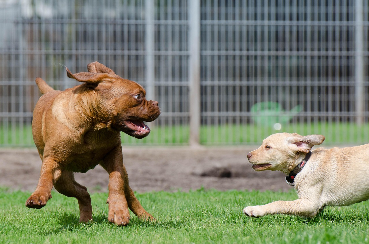 Two dogs running on grass beside a wire fence