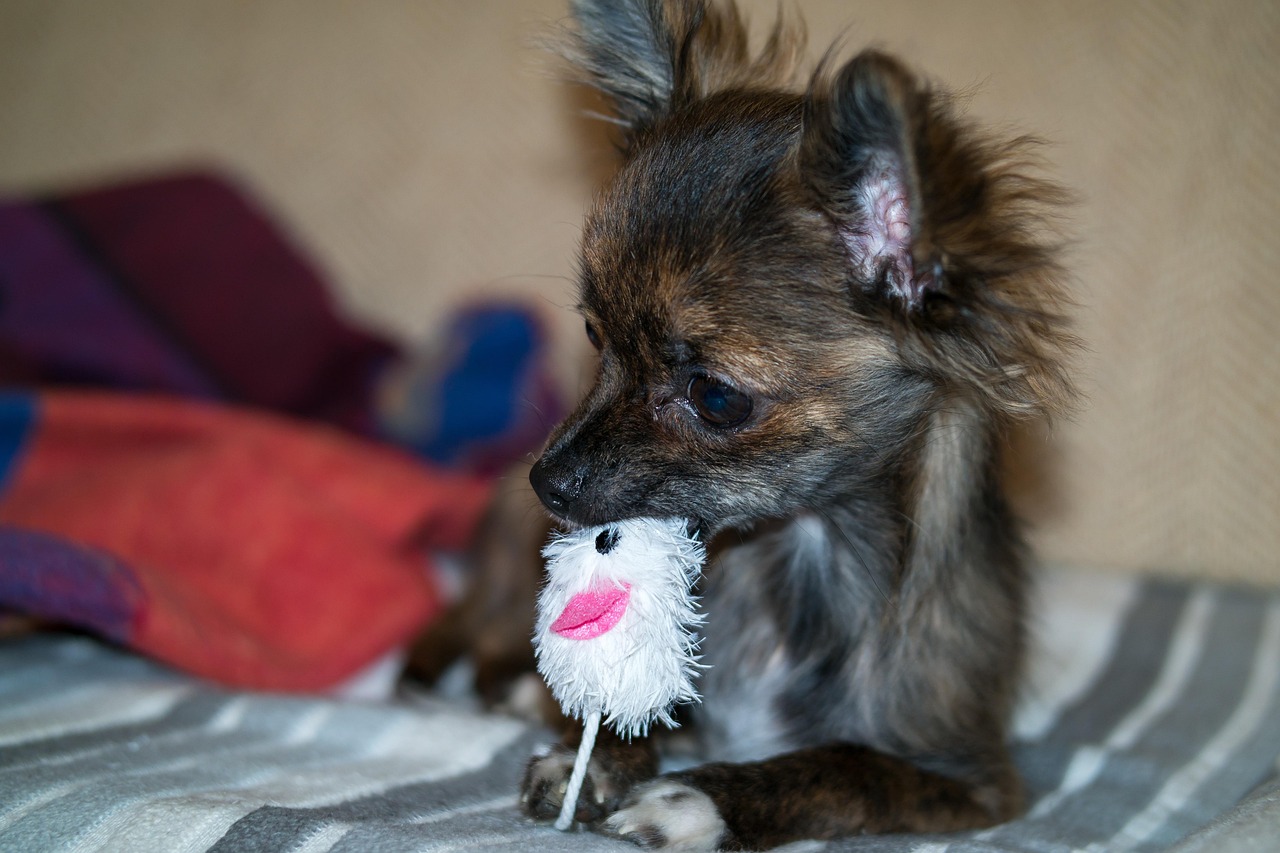 A long-haired brown Chihuahua puppy chewing a white plush toy on a striped blanket